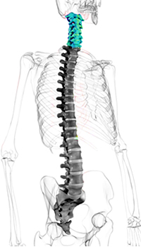 Zeichnung eines menschlichen Skelettes mit hervorhebung der Halswirbelsäule