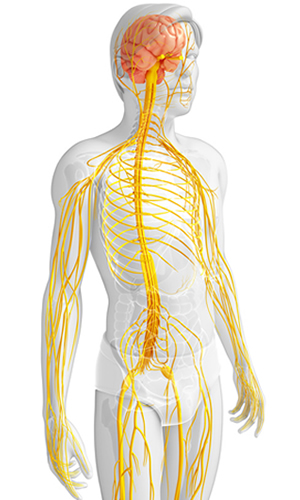 grafik über Nervenkompressionssyndrom- menschlicher Körper mit Nervenbahnen